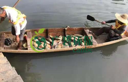 廣州旺旺食品廢水直排，永和河大量魚類死亡(圖1)